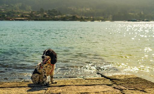 A beautiful view of a Cocker Spaniel dog sitting by the lake