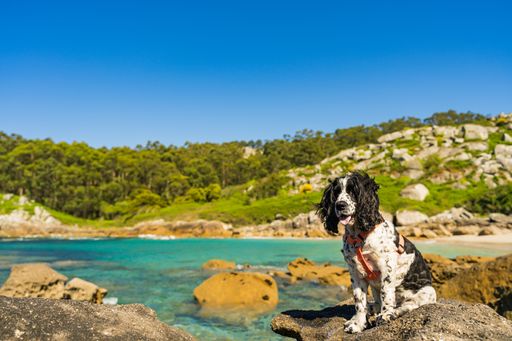 A beautiful view of a black and white cocker spaniel on a beach