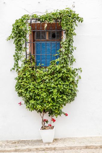 A house with white exterior walls and climbing plants covering the window