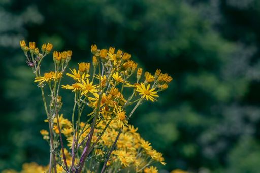 A closeup of a little yellow Ragworts (Senecio) flower with a blurred background of trees