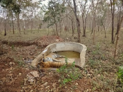 A closeup shot of a adult tigers sleeping in a water pool during hot summer in a Indian forest Area