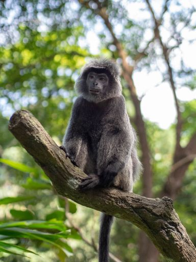 A selective focus shot of a grey monkey on a tree branch in the jungle
