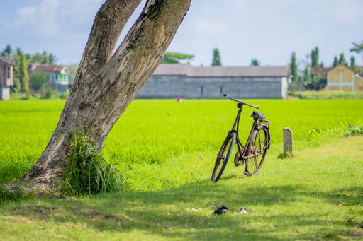 An old bicycle parked next to a tree in the green field