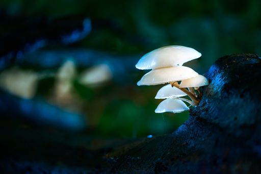 A closeup of Oudemansiella mucida, commonly known as porcelain fungus.