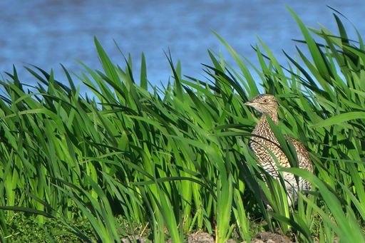 Little bustard (tetrax tetrax) camouflaged in tall green grass by a serene blue water body under clear skies.