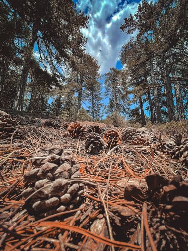 A vertical low angle shot of pine cones on the ground and the trees in the background
