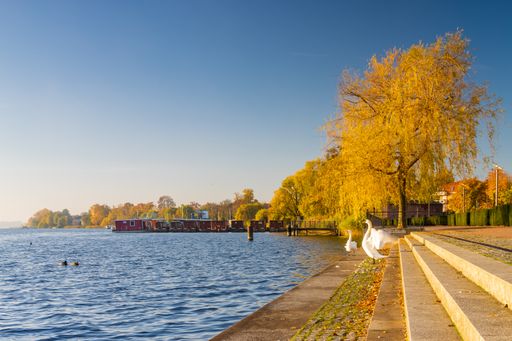 Two swans near the lake promenade in Neuruppin, Germany