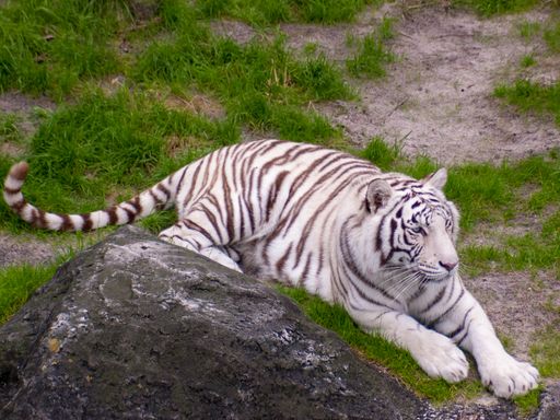 A bleached white tiger lying on the grass near the stone