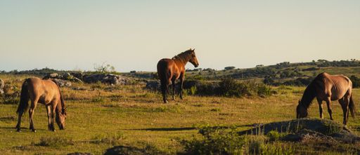 A beautiful shot of a group of horses grazing on a hillside meadow