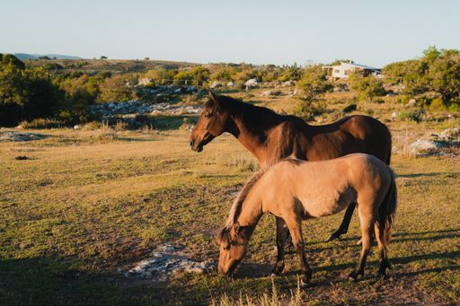 A beautiful shot of a pair of horses grazing on a hillside meadow