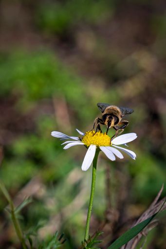 A vertical shot of a bee perched on a daisy flower on a blurred background