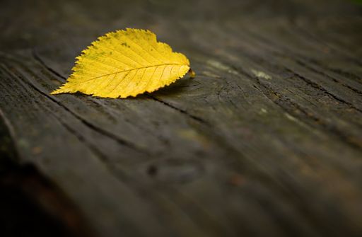 A selective focus shot of an autumn leaf on a wood