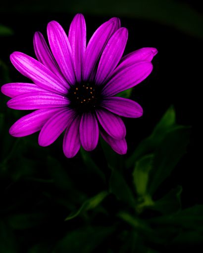 A night shot of a purple African daisy flowering plant