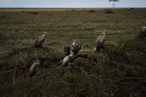 A breathtaking shot of a flock of eagles standing on the branch of a tree