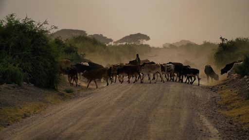 A breathtaking shot of a herd of cows walking on the road of a desert