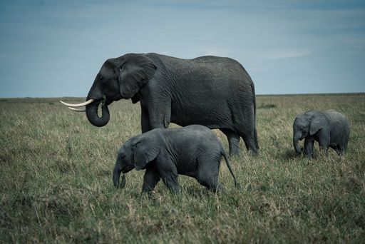 A breathtaking shot of a big elephant with its cubs