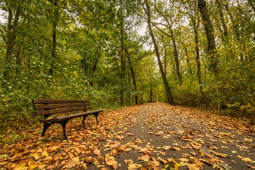 An empty footpath in a park in the fall colors