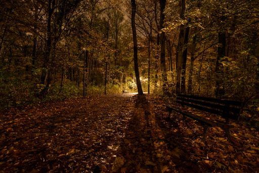 An empty footpath in a park at night