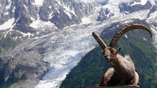 A majestic ibex resting against a backdrop of the Alps with a glacier in the distance under a clear blue sky.