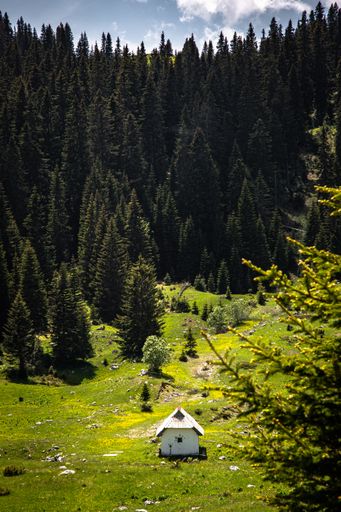 A vertical shot of a barn on a hill covered in a forest under the sunlight