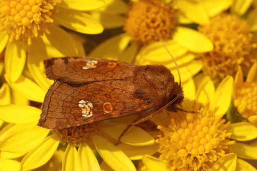 Closeup of the rare ear moth , Amphipoea oculea , on yellow flowers of common ragwort, Senecio jacobeae