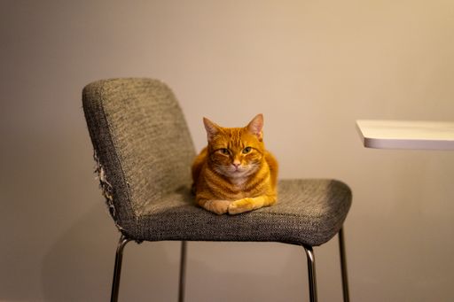 A closeup of a cute ginger domestic cat on a chair under the lights