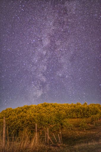A vertical shot of the milky way in the sky over the forest