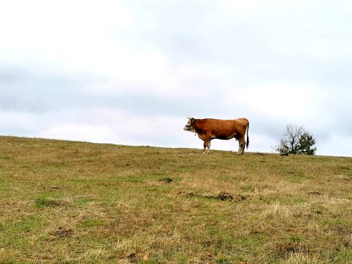 A view of a brown cow standing in the middle of a field