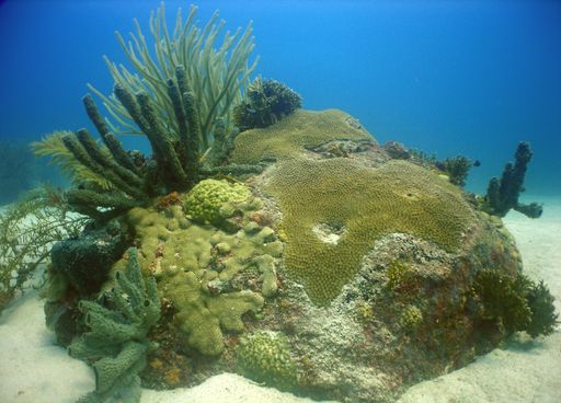 A landscape of sea plants under the blue water