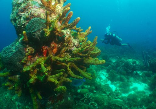 A diver from the coral reefs under the sea