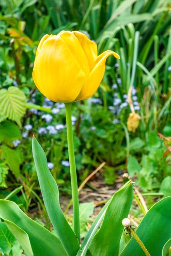A vertical closeup shot of a yellow tulip growing in the field