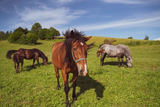 A scenic view of brown horses on the field on a clear sky background