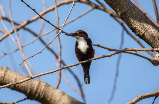 A closeup shot of a Red-billed alcyone on the tree branch