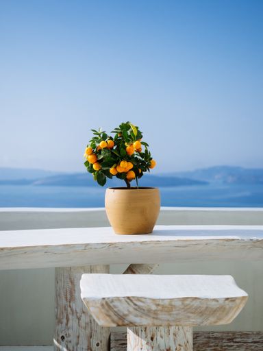 A vertical shot of a beautiful orange plant in a pot on a white stone balcony in a Greek island