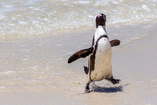 A closeup shot of a cute penguin in a seashore