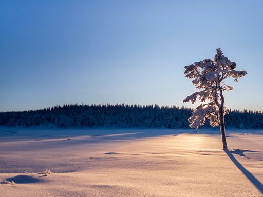 A beautiful shot of a tree in a snowy forest under the blue sky
