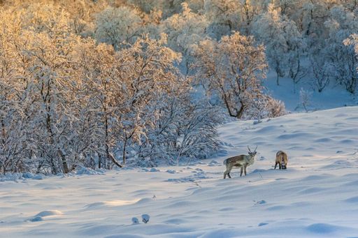A beautiful shot of deers in a snowy forest
