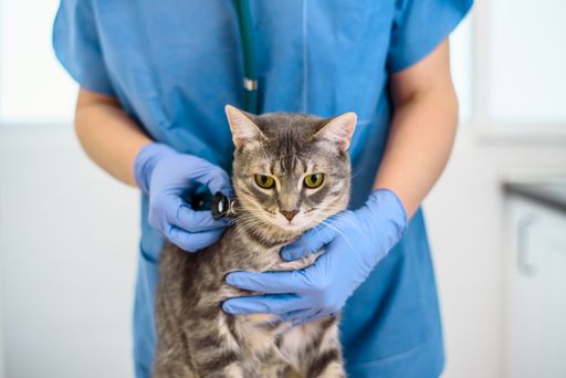Female veterinarian doctor is examining a grey cat with stethoscope