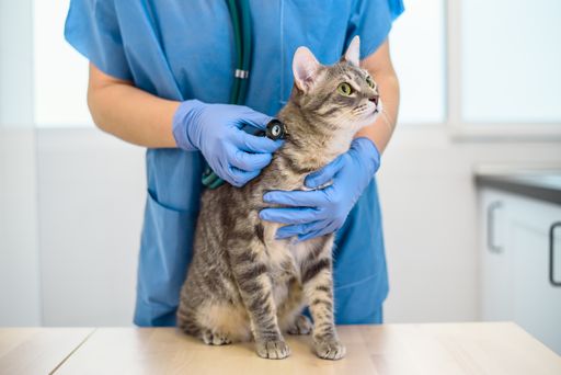Female veterinarian doctor is examining a grey cat with stethoscope