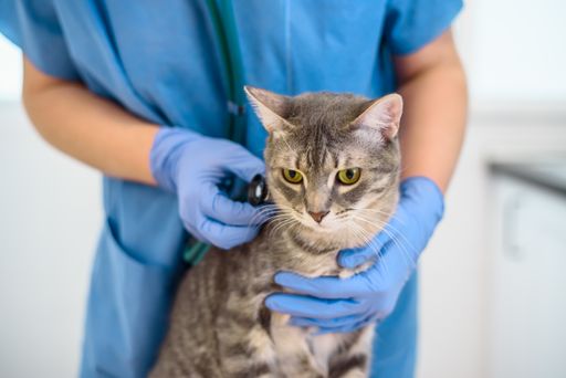 Female veterinarian doctor is examining a grey cat with stethoscope