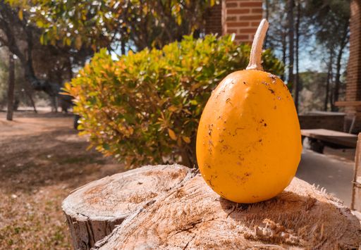 A selective focus shot of an orange vegetable on a wood in a beautiful garden on a sunny day