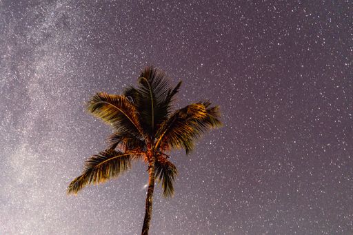 A scenic view of a palm tree under a starry night