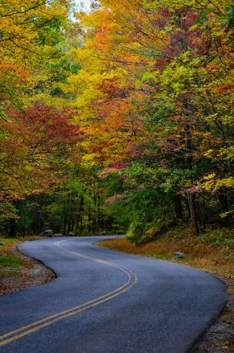 A vertical shot of breathtaking road surrounded by beautiful and colorful autumn trees