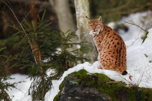 A view of a curious wildcat looking for something interesting in a snowy forest on a freezing day
