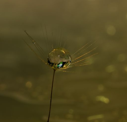 A close-up shot of a water drop on a Dandelion seed
