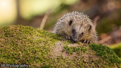 A closeup shot of a curious Hedgehog in the autumn leaves in a forest on a sunny day