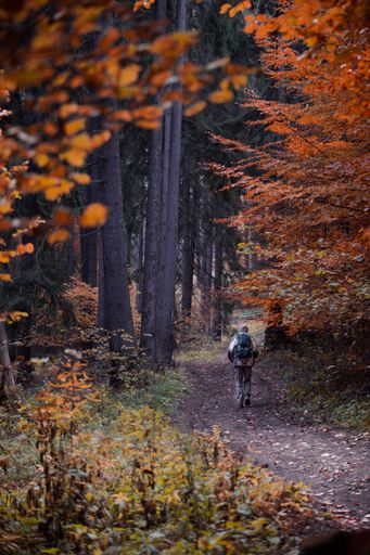A vertical shot of a hiker walking in the forest in autumn