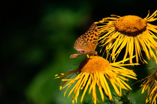 A selective focus shot of a beautiful butterfly on a yellow Inula flower
