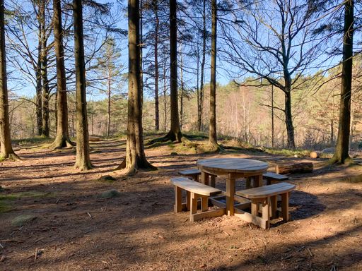 a view of an empty wooden table and benches in a forest with tall old trees on a sunny day