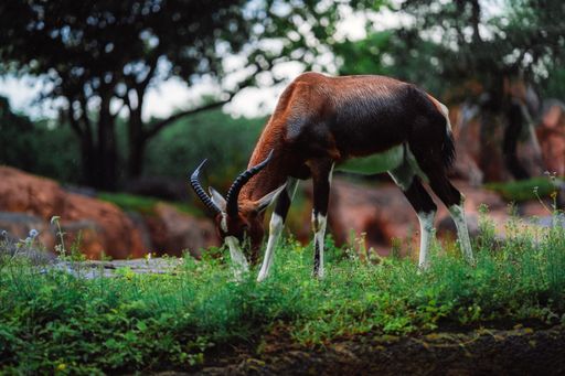 A beautiful antelope grazing in the garden on a sunny day